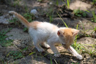 çimenlerin üzerinde oynayan kedi
