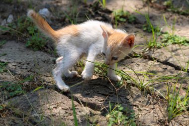 Bahçedeki çimenlikteki kedi