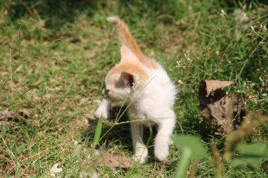 Şirin tüylü kedi yavrusu bahçede oynuyor..