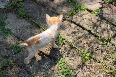 Küçük kırmızı kedi çimlerin üzerinde.