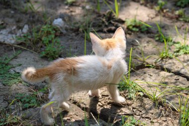 Küçük kırmızı kedi bahçede oynuyor.