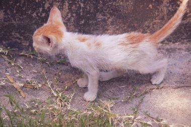 Bahçedeki kırmızı kedi yavrusu