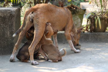 Küçük bir köpek, küçük köpeğinin annesiyle yemek yiyor ve onunla oynuyor.