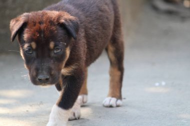 Bir köpeğin portresi.