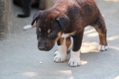 Yerde sevimli küçük bir köpek yavrusu