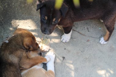 Köpekli köpek yerde.