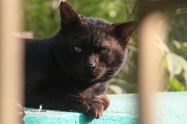 Kafesteki siyah kedi