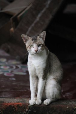 Kedi sokakta oturuyor.