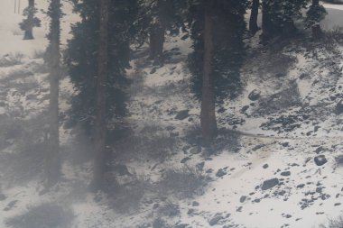 Dağlardaki ormanın manzarası