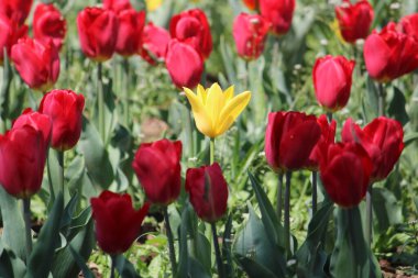 Bahçedeki renkli laleler