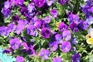 Bahçedeki güzel çiçekler