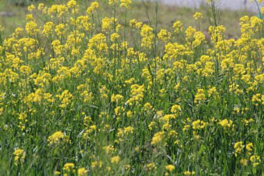 Bahçedeki güzel çiçekler