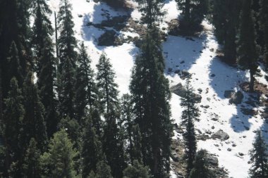 Dağlarda karla kaplı ağaçlar