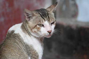 Kedi portresi, kedi.