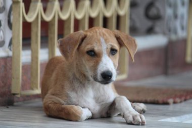 Şirin bir köpeğin portresi