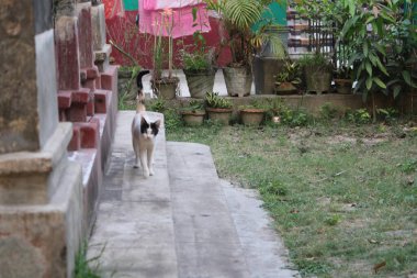 Şehirde köpek var.