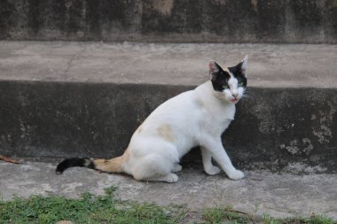 Kedi, Tayland 'da bir sokakta oturuyor.