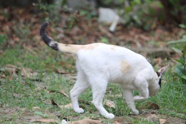 Bahçede yürüyen beyaz kedi.