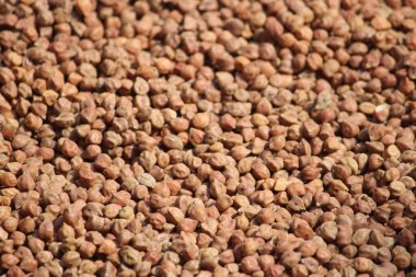 Kahve dükkanındaki kahve çekirdekleri..