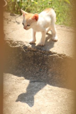 Sokaktaki sevimli kedi yavrusu.