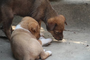 Parktaki sevimli köpek.