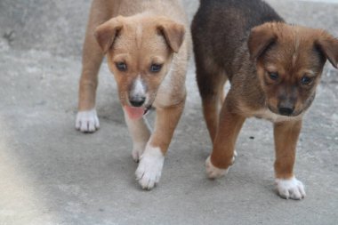 Parkta oynayan köpekler