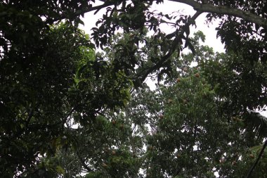 ağaç dalları ve yaprakları