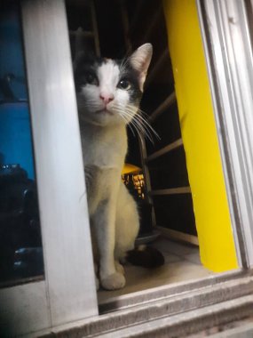 Şirin kedi portresi