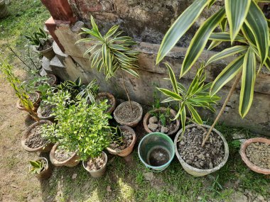 Masadaki saksılarda güzel çiçekler