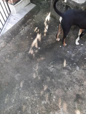 bir köpeğin siyah beyaz fotoğrafı.