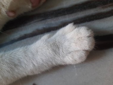 Kedi yerde yatıyor.