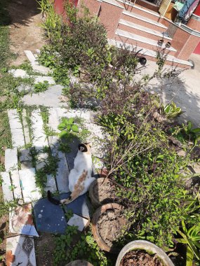 Güzel botanik fotoğrafı, doğal duvar kağıdı.