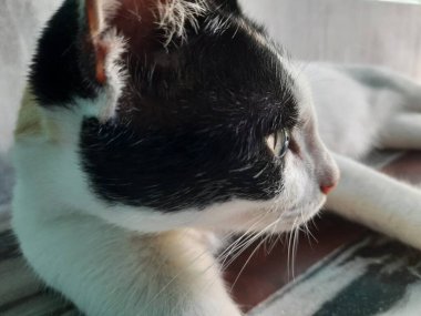 Kedi yerde yatıyor.