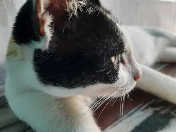 Kedi yerde yatıyor.