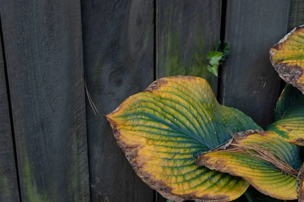 장물아비 잎사귀에 솔잎이 떨어지는 창조적 수평적 — 스톡 사진