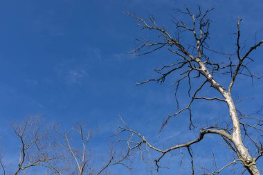 Koyu mavi gökyüzü önünde çıplak ağaç dalları kopyalanmış kışın manzarası, yatay görünümü