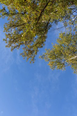 Yeşil yapraklı ağaç dalları canlı mavi gökyüzü önünde, yaratıcı kopya alanı, dikey görünüm