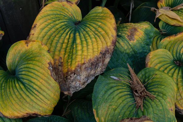 Sonbahar Hostaları Yeşil Sarı Yapraklar Kahverengi Ölüyor Yatay Görünüm Stok Fotoğraf