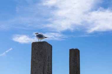 Halka gagalı martı, açık bulutlu, yatay görünümlü mavi gökyüzü önünde beton bir kazığın üzerine tünemişti.