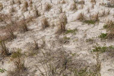 Beyaz kumlu bariyer tepeciği erozyona yardımcı olması için deniz yosunlarıyla kaplı, Tybee Adası Georgia, yatay görünüm