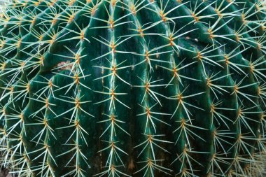 Fıçı kaktüs sırtlarına yakın çekim ve tırtıklı dikenler, yaratıcı doğa arka planı, yatay görünüm