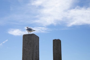 Durgun mavi sulara uzanan dar beton balıkçı iskelesi, ötesine, Tybee Adası Gürcistan, yatay görünümü