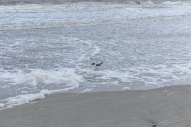Kıyı şeridinde köpüklü dalgalarla gülen siyah başlı martı, yatay görünüm
