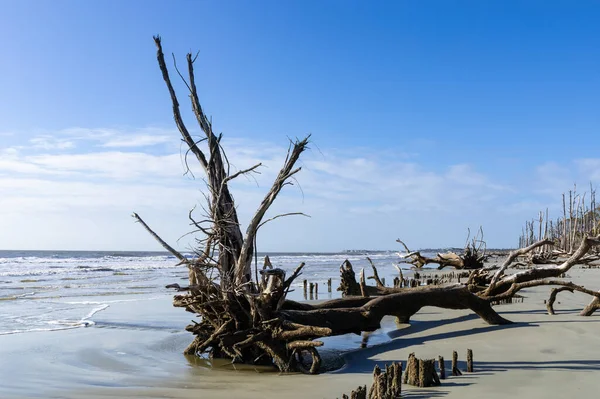 Partvonal Borított Lehullott Driftwood Fák Részben Eltemetett Strand Homok Kék — Stock Fotó