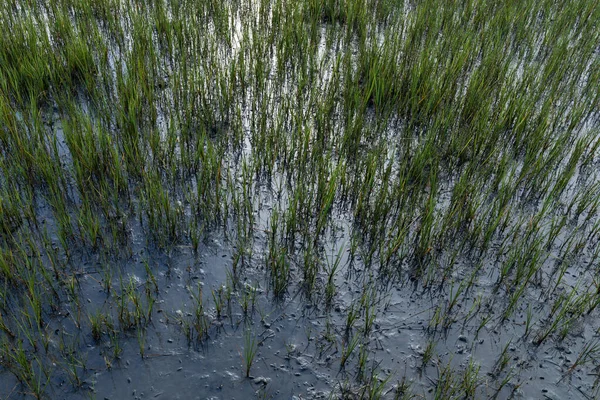 Abundantes Cangrejos Diminutos Entre Hierbas Verdes Pantano Salado Aguas Muy — Foto de Stock