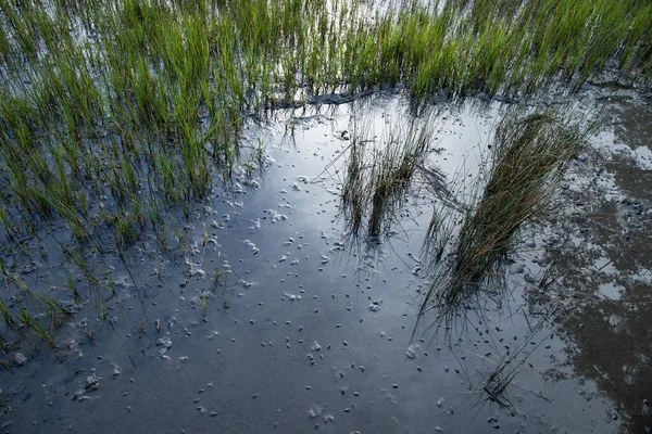 Vroeg Ochtend Zonlicht Weerspiegeld Ondiep Water Van Een Kwelder Groen — Stockfoto