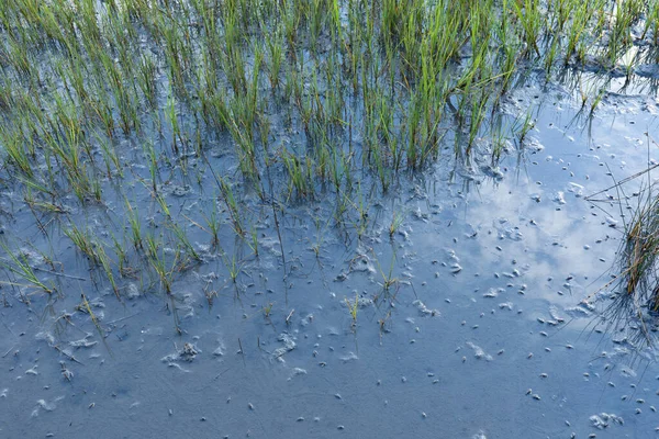 Kleine Krabben Ondiep Water Die Blauwe Lucht Weerspiegelen Groen Kweldergras — Stockfoto