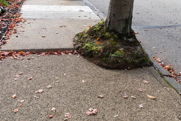 城市树木生长在人行道上 植物和苔藓生长在秋天的叶子底部 水平方向 — 图库照片
