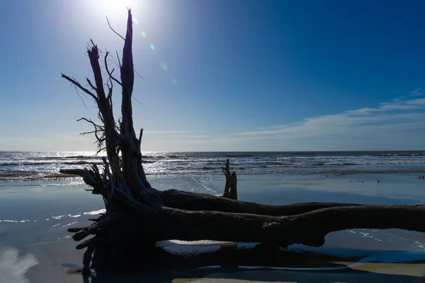 Sonne Knapp Über Den Wurzeln Umgestürzter Bäume Küstenstrand Tiefblauer Himmel — Stockfoto