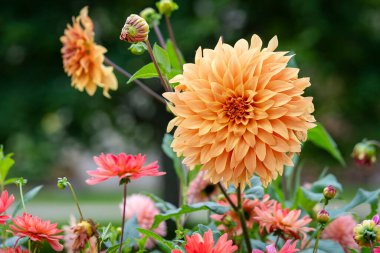 Dahlia 'nın büyük çiçekleri' Glorie van Noordwijk '. Dahlia 'Glorie van Noordwijk', yemek tabağı Dahlia, dekoratif yıldız çiçeği..